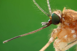 Szúnyoggyérítés lesz a héten