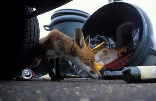 Erdei állatok merészkednek a városba