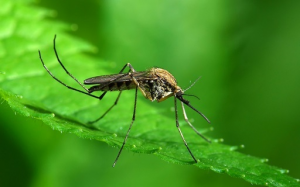 Több helyen végeztek szúnyogirtást