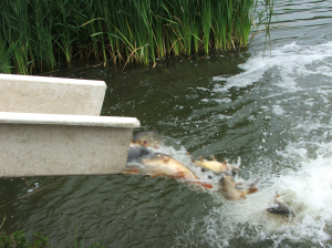Haltelepítés az Omszk-tóba
