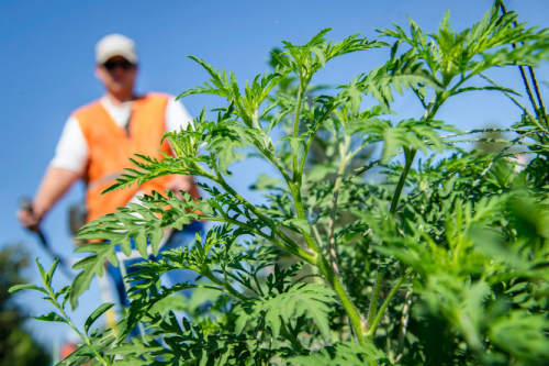 Lejárt a parlagfű-mentesítés türelmi ideje